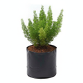 Asparagus Meyeri - 6" Grow bag