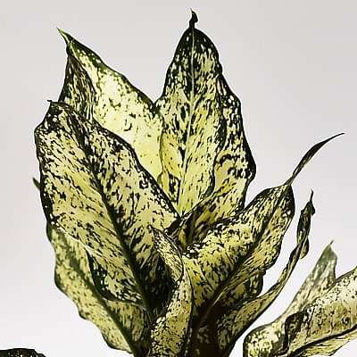 Aglaonema Snow White - 4" Pot