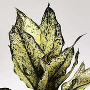 Aglaonema Snow White - 5" Pot