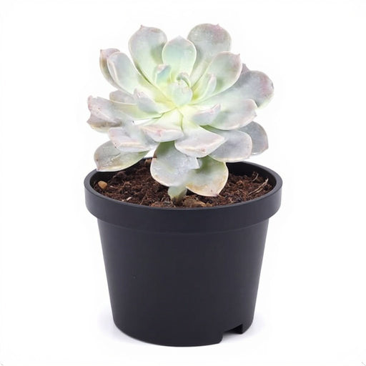 Pachyveria scheideckeri - Succulent - 3" Pot