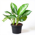 Aglaonema Jubilee Petite - 5" Pot