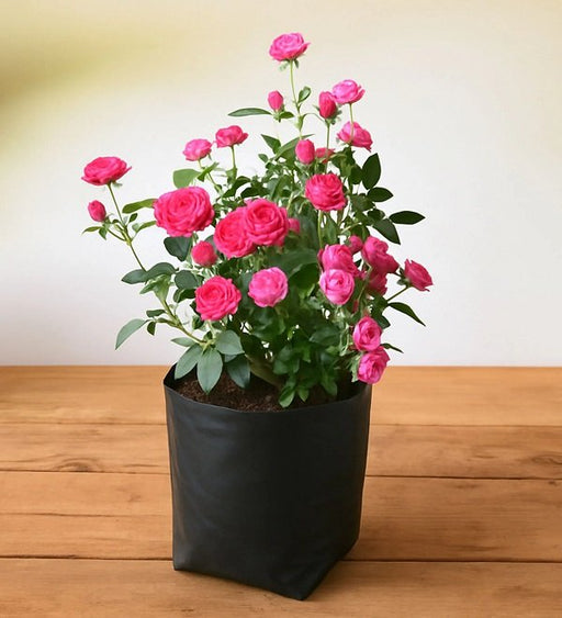 Miniature Rose Pink - 10" Grow bag