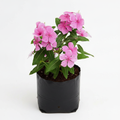 Periwinkle Pink - 6" Grow bag