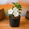 Hibiscus White - 10" Grow bag