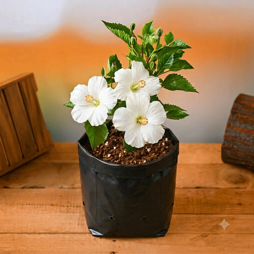 Hibiscus White - 10" Grow bag