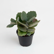 Kalanchoe Pumila - 3" Pot