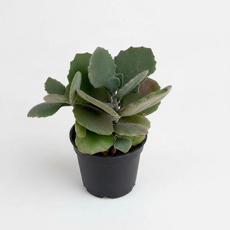 Kalanchoe Pumila - 3" Pot