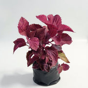 Coleus Pink Green