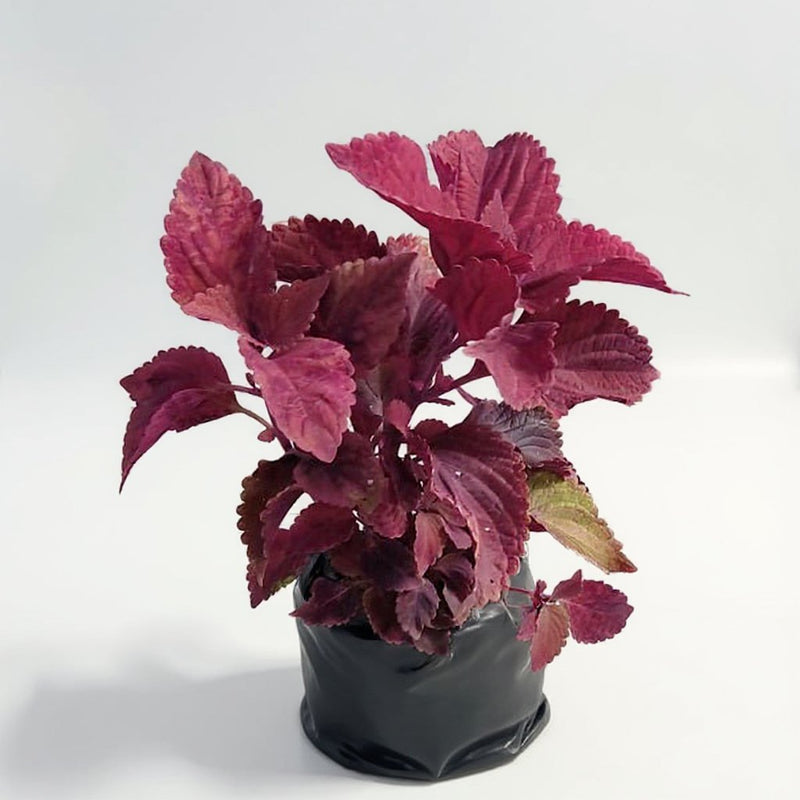 Coleus Pink Green