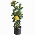 Ixora Yellow - 10" Grow bag