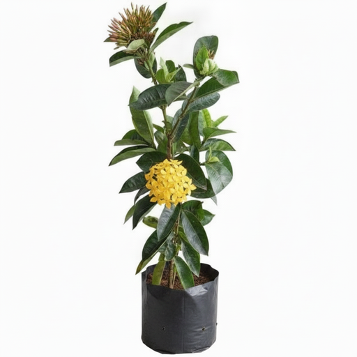 Ixora Yellow - 10" Grow bag