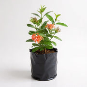 Ixora Long Singapuri Mixed