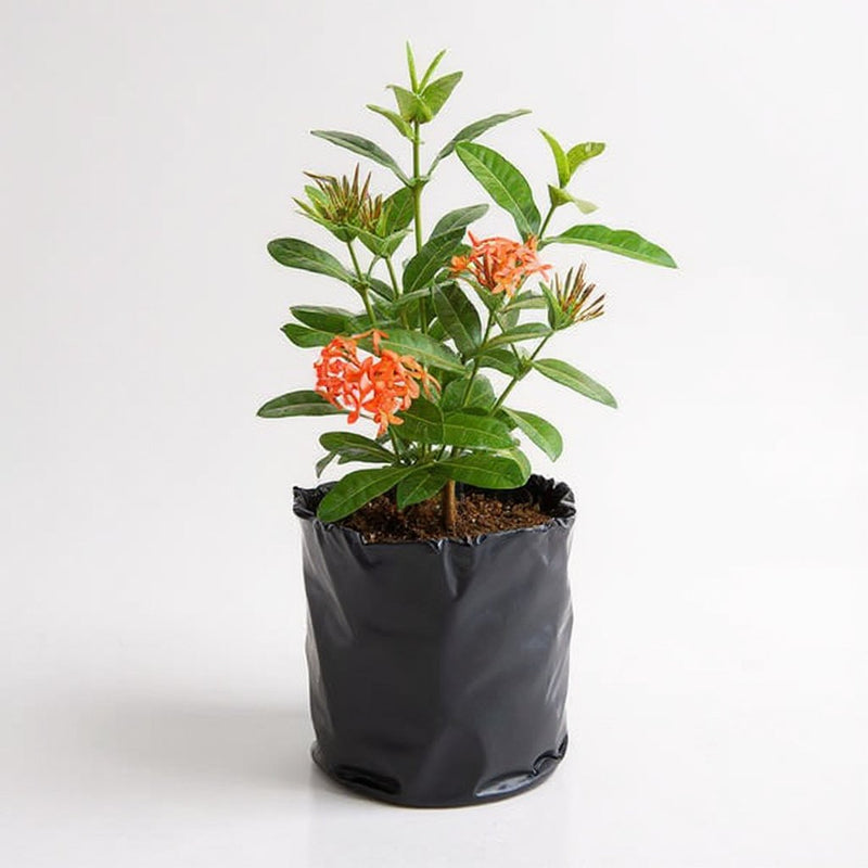 Ixora Long Singapuri Mixed