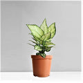 Aglaonema Super White - 5" Pot