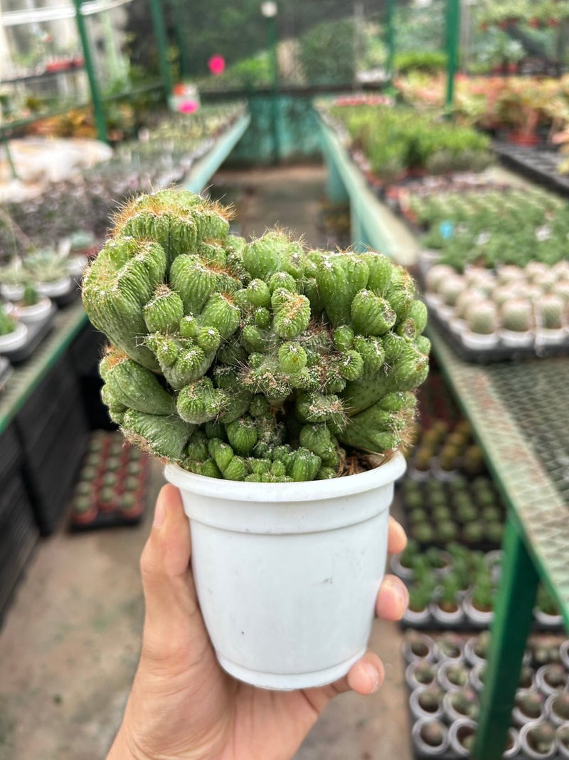 Cereus - 3" Pot