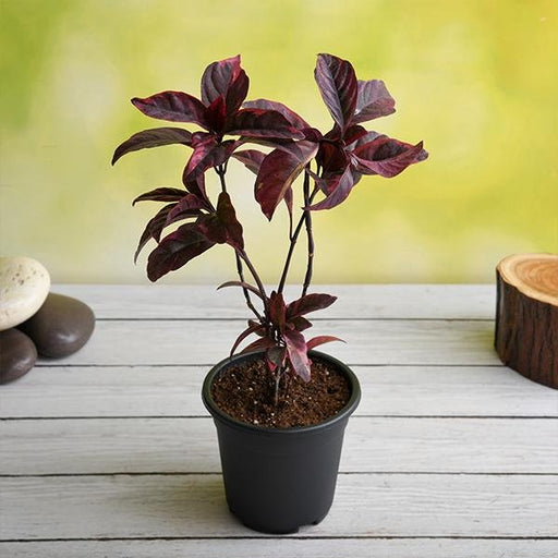 Eranthemum Nigrum, Black Kodia - 5" Pot