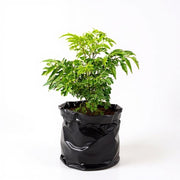 Aralia Miniature White