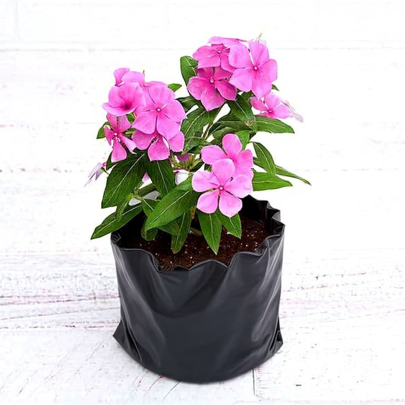 Periwinkle Pink