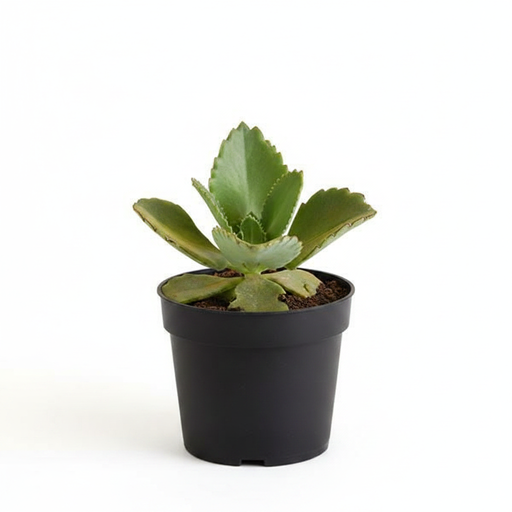 Mother of Thousands - 3" Pot