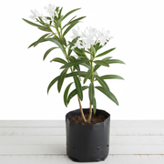 Oleander Mixed - 10" Grow bag