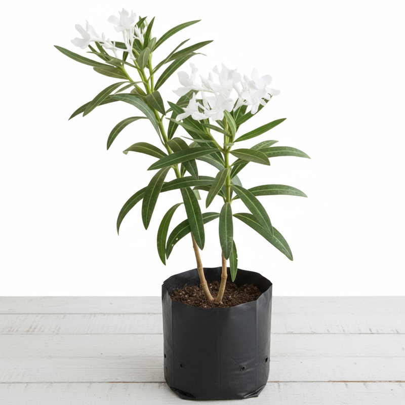 Oleander White - 10" Grow bag