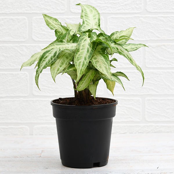 Syngonium podophyllum Mini Pixie - 4" Pot