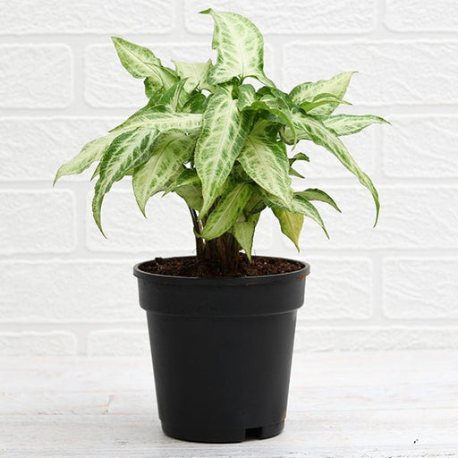 Syngonium podophyllum Mini Pixie - 4" Pot