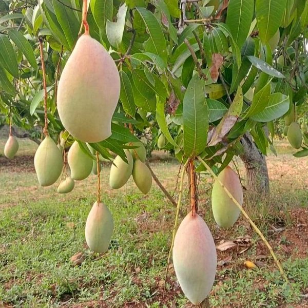 Mango Tree (Totapuri, Grafted) - 10" Grow bag