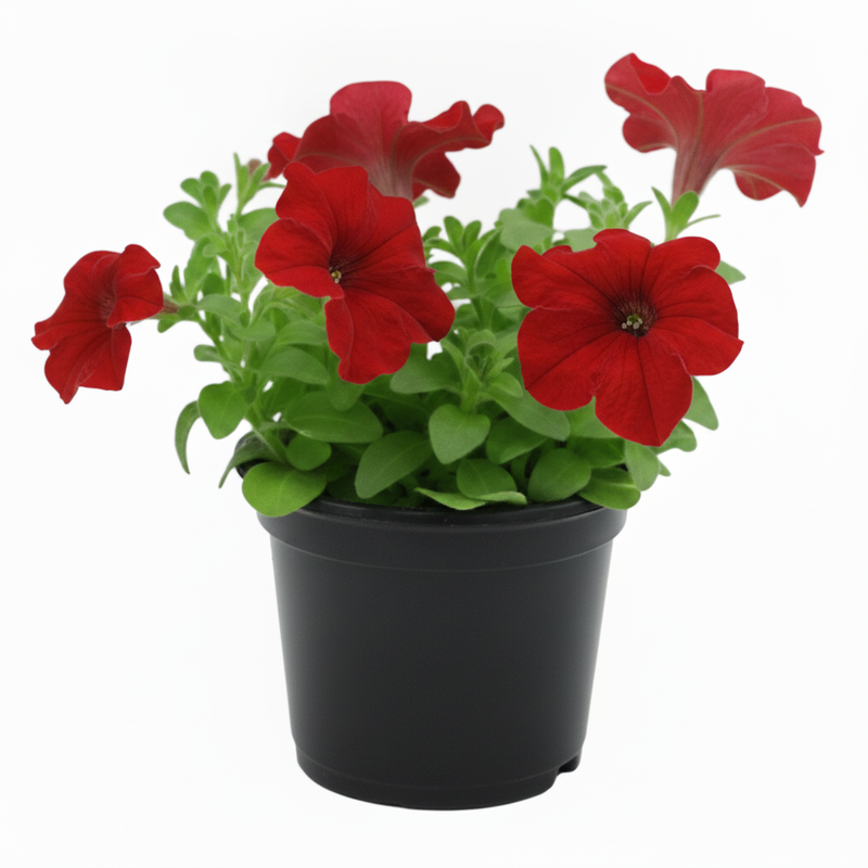 Petunia Mixed - 5" Pot