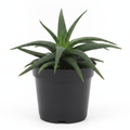Haworthia glabrata - Succulent - 3" Pot