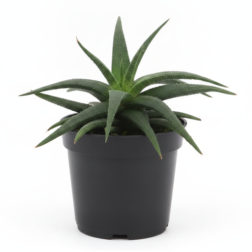 Haworthia glabrata - Succulent - 3" Pot