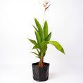 Heliconia Psittacorum Golden Tourch Orange - 10" Grow bag