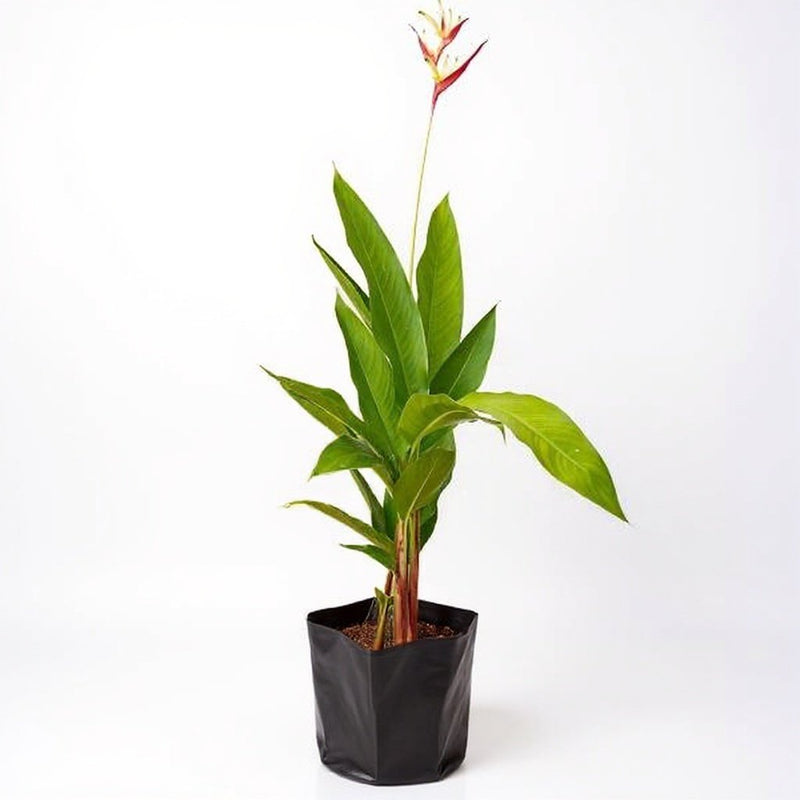 Heliconia Psittacorum Golden Tourch Orange - 10" Grow bag
