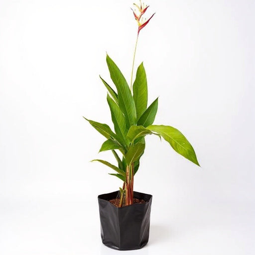 Heliconia Psittacorum Golden Tourch Orange - 10" Grow bag