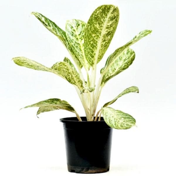 Aglaonema White Lightning - 6" Pot