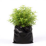 Portulaca White
