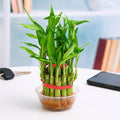 Lucky Bamboo 2 Layer - 3" Pot