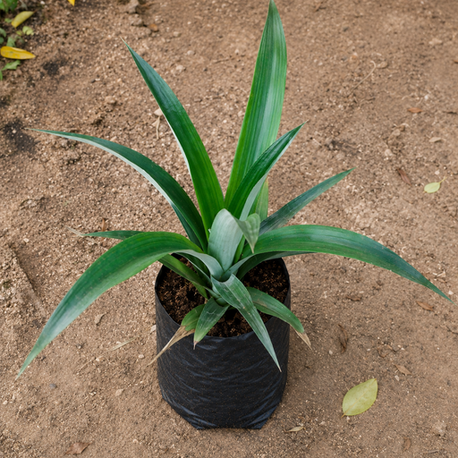 Pineapple - 10" Grow bag