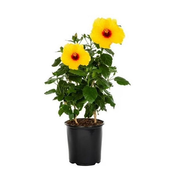 Hibiscus Yellow - 8" Pot