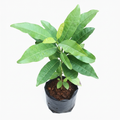 Clove - 10" Grow bag