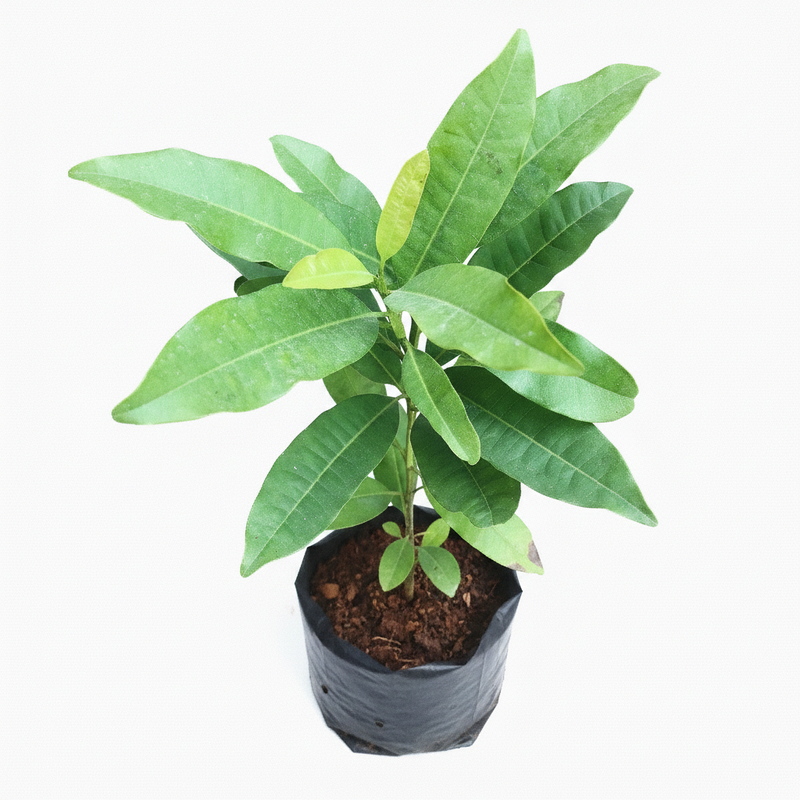 Clove - 10" Grow bag