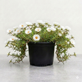 Portulaca 9 O' Clock White - 5" Pot