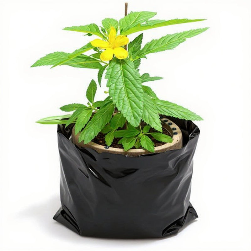 Turnera Ulmifolia Yellow