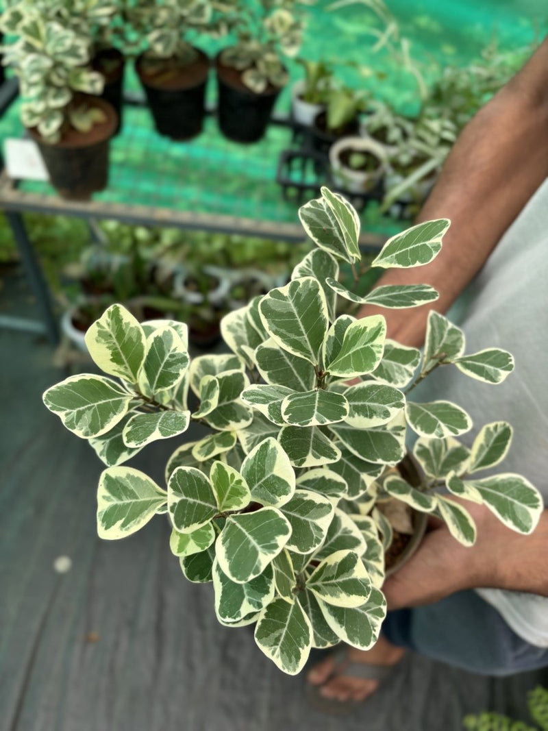 Triangle Fig Variegated - 10" Grow bag