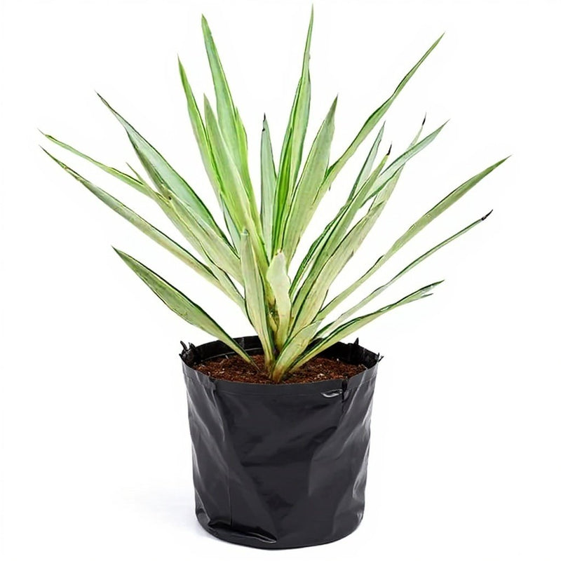Yukka elephantipes - 10" Grow bag