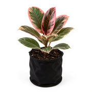 sku:PLT-RUBBERPLANT-B10-VAR