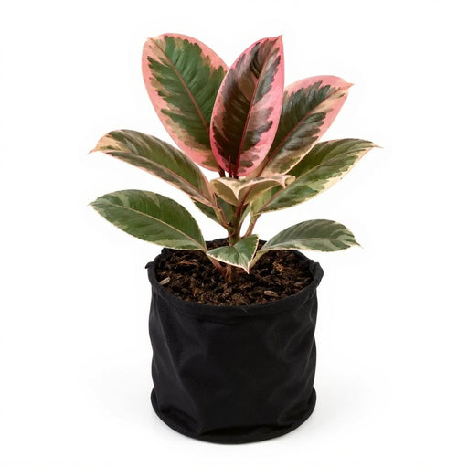 Rubber Plant Variegated - 10" Grow bag