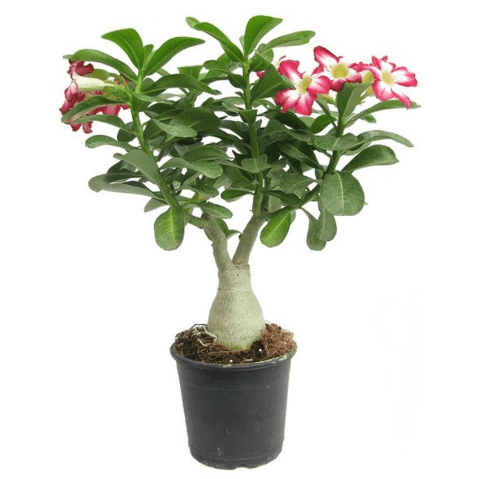 Desert Rose Grafted Any Color - 6" Pot