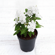 Periwinkle Mixed - 5" Pot