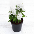 Periwinkle White - 5" Pot